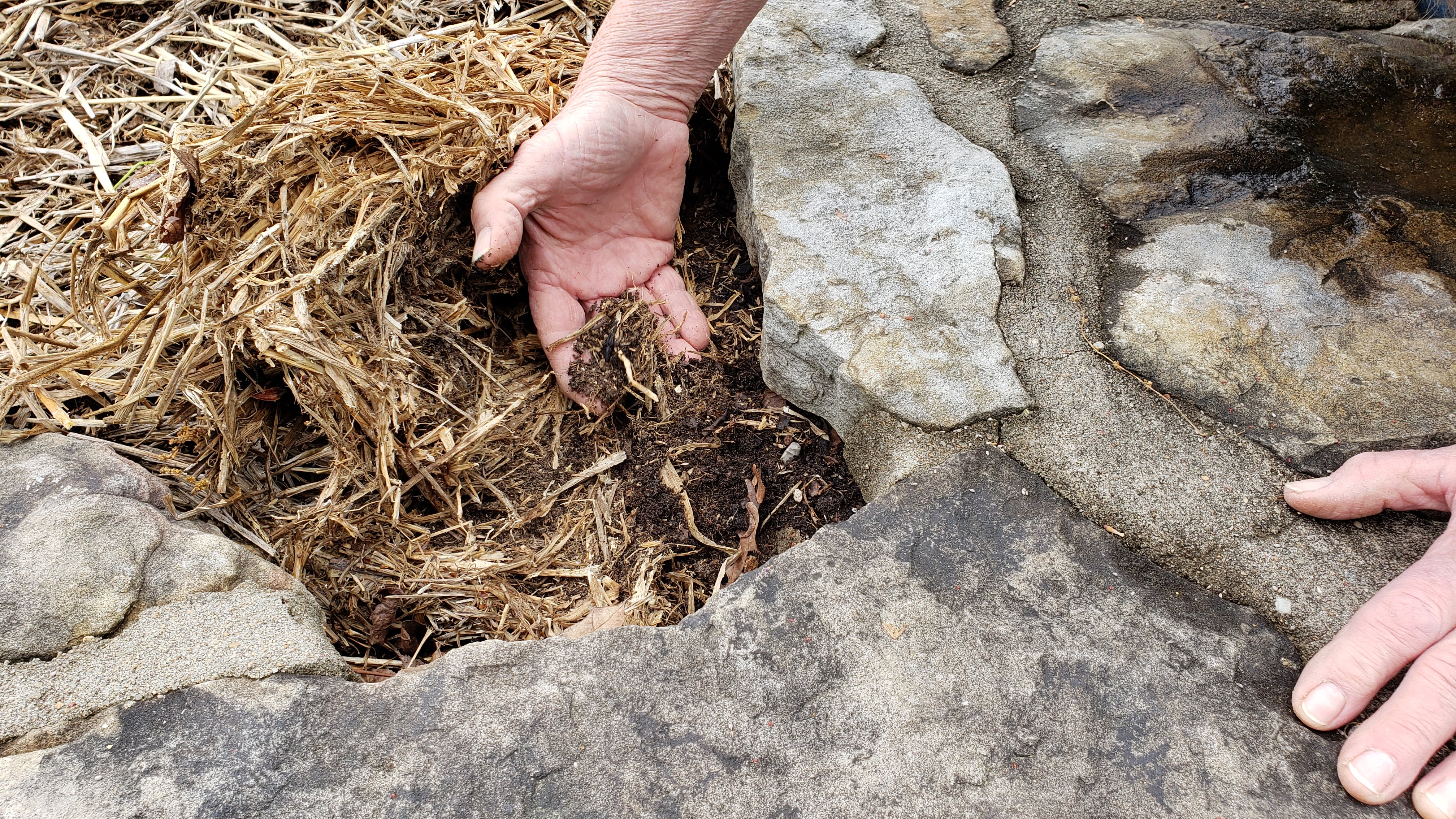 Gardener with hand in straw mulch showing break down into organic matter